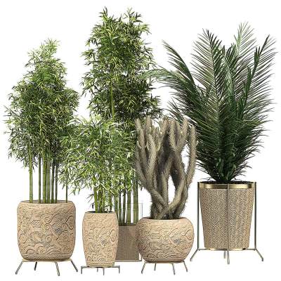 现代绿植盆栽竹子